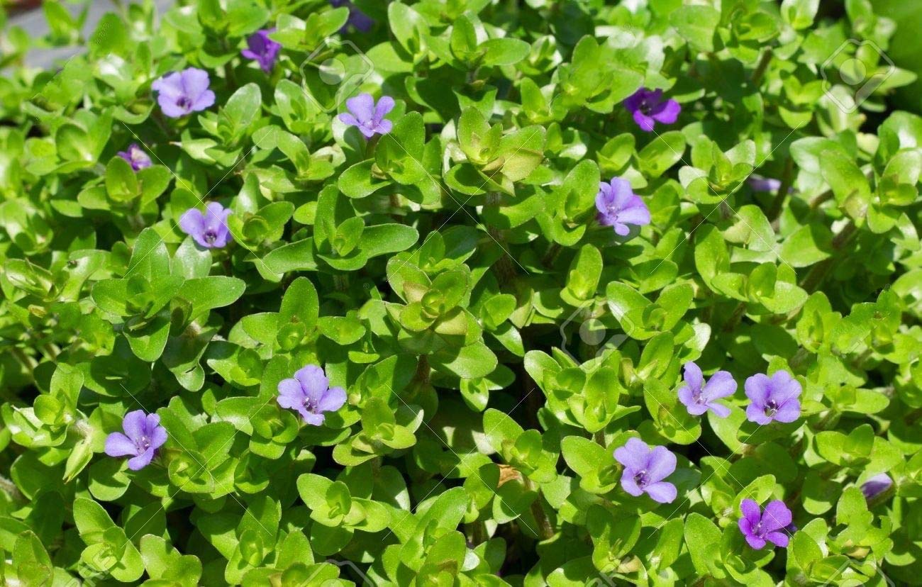15 Bacopa Amplexicaulis Water Hyssop Lemon Bacopa Freshwater Live Plants Beautiful Fresh