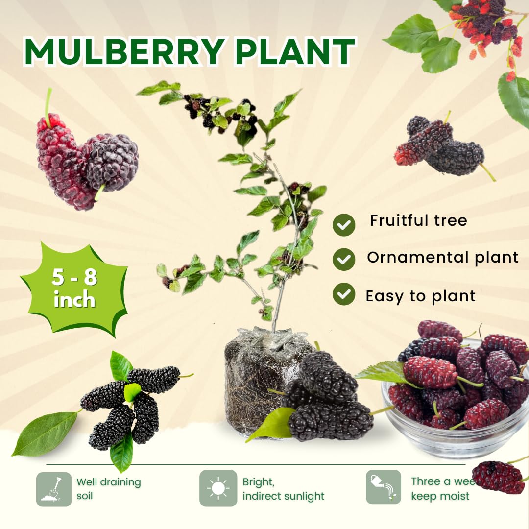 Mulberry Plant Live for Planting 5 to 8 Inch Tall, Sweet Mulberry Fruit Tree, Mulberries Seedling (Dwarf Mulberry)