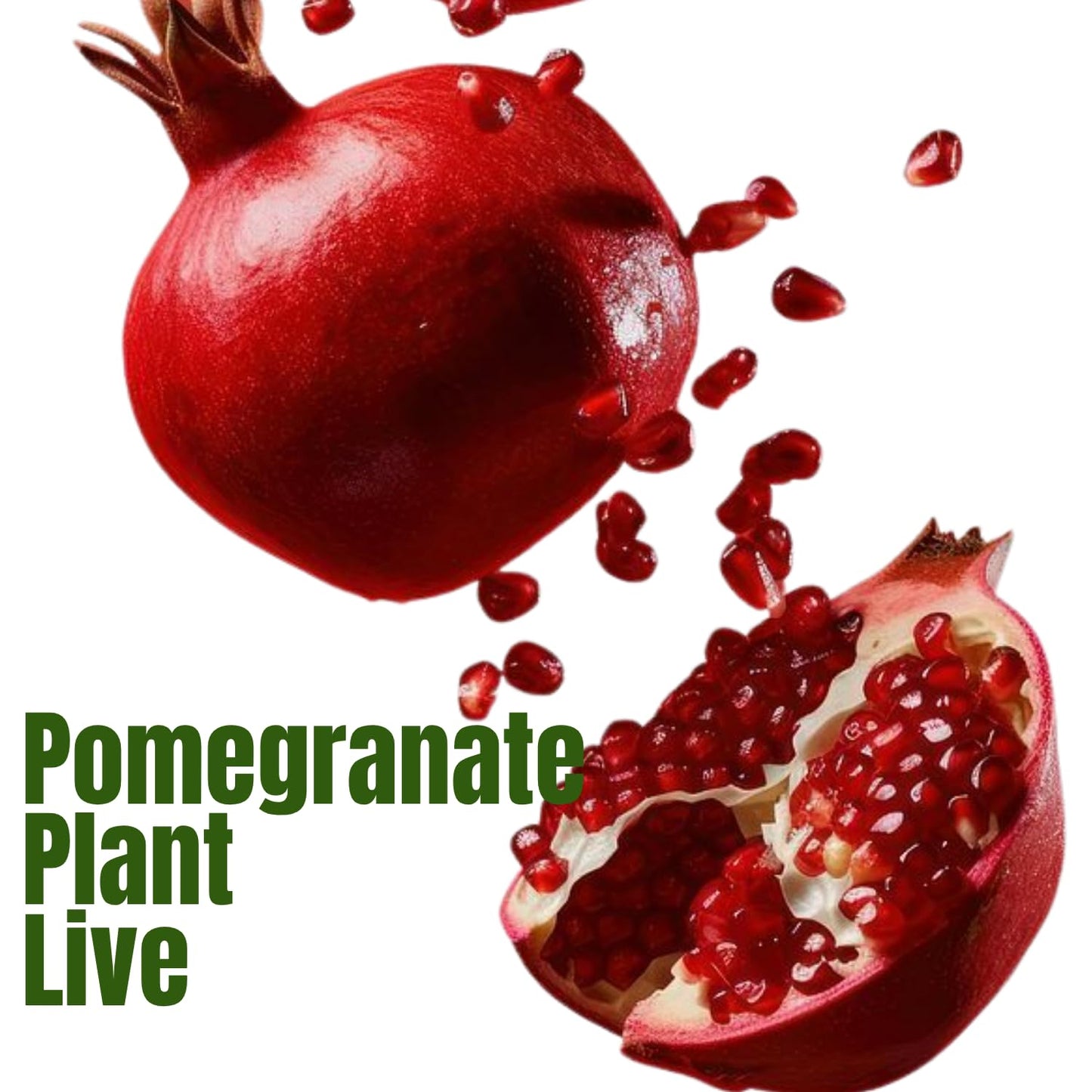 Pomegranate Plant in Half Gallon Pot, 1 Year Old Sweet Pomegranate Plant Live, Hardy, Fruit-Bearing Tree for Garden or Patio