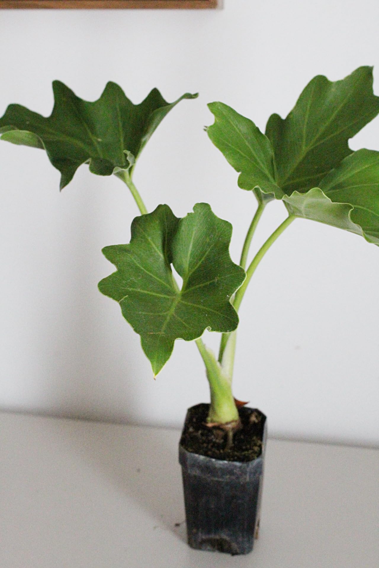 Mini Philodendron Selloum Hope Starter Live Plant Fairy Garden Tree Tropical Houseplant Gift Indoor Plant Low Maintenance Easy Care Plant