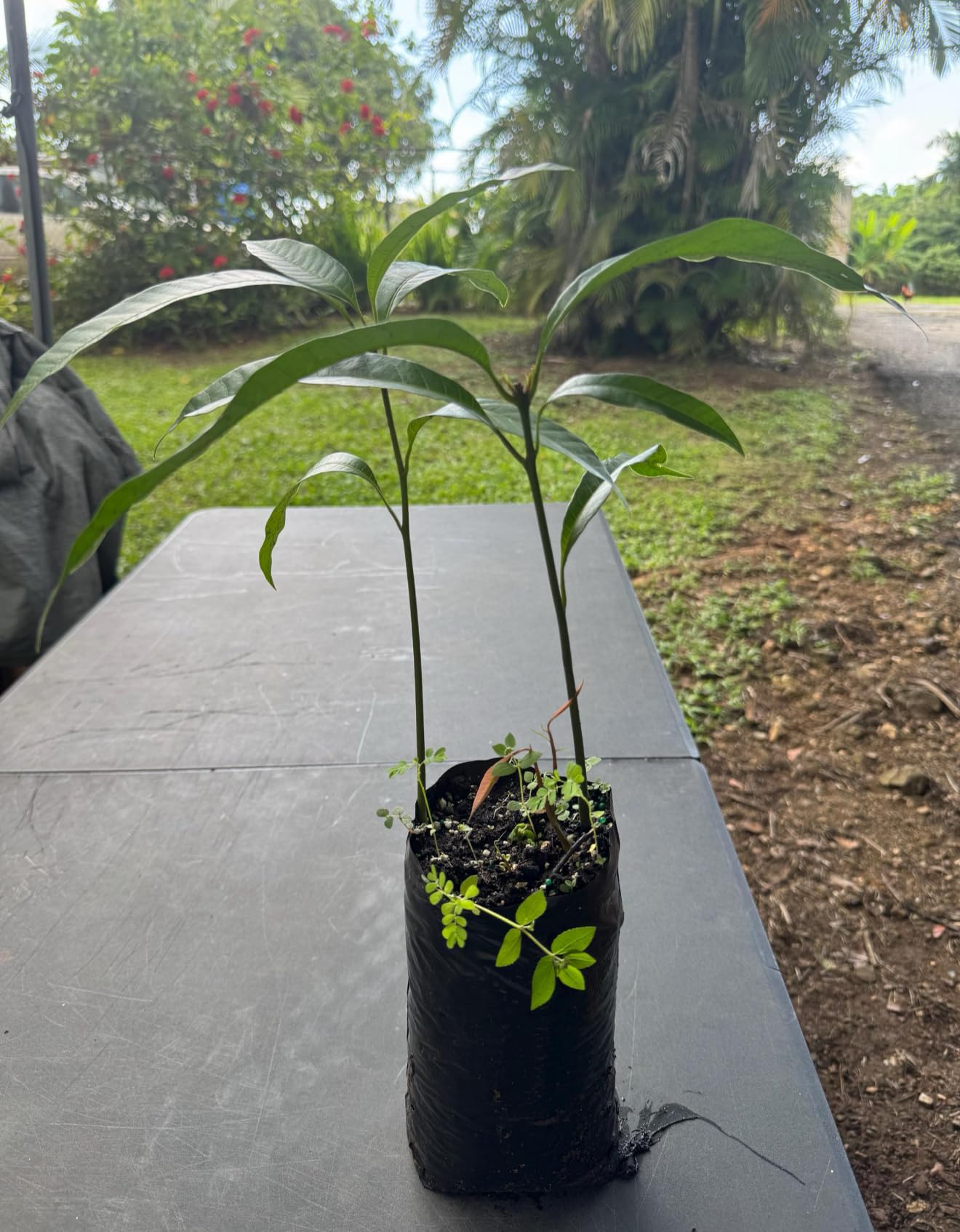 Mango Manila (Manglifera) Live Tree Seedling 10inch-2ft
