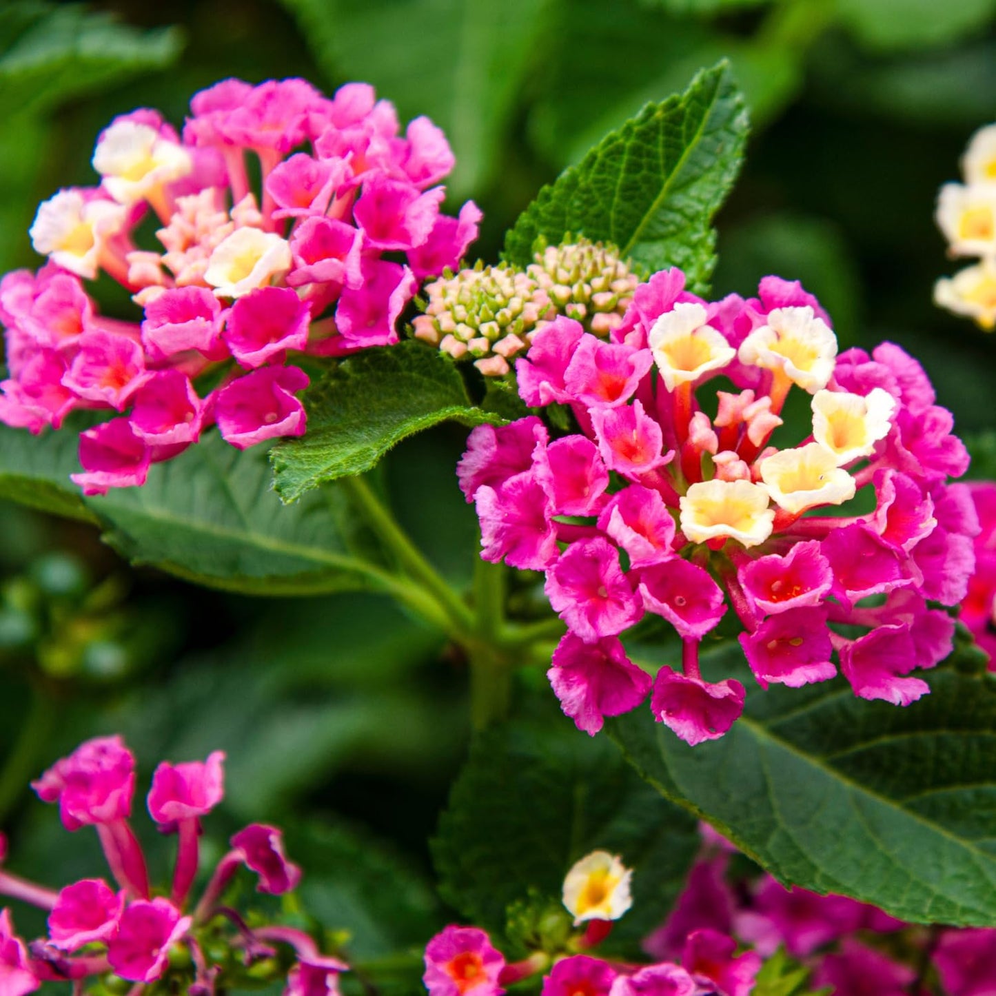 2 Lantana Plants Live for Planting Outdoors, 4-9" Tall, Fragrant Lantana Live Plants Ready to Grow, Butterfly Lantana Perennial Flowers Lantana Trees (Pink)