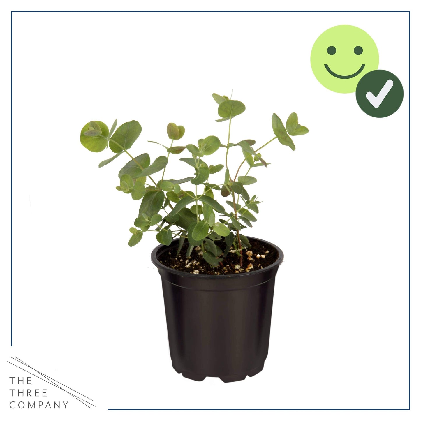 Live Aromatic and Edible Herb - Eucalyptus (4 Per Pack) - Assorted Varieties, Natural Air Purifier, 10" Tall by 3" Wide