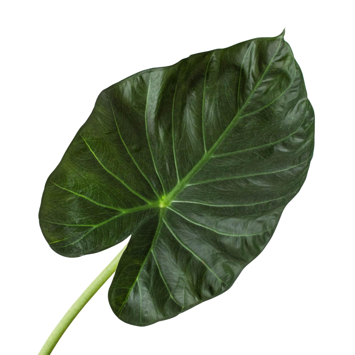 Alocasia 'Regal Shields' | Live Plant for Indoor & Outdoor | for Living Room, Office, Bathroom | (6" Pot)