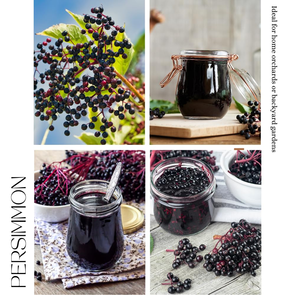 Elderberry Plant for Planting, Elderberry Plant Live, Rooted in 1 Gallon Pot, 2-3 Feet Tall, Cold Hardy Fruit Plant, Edible Berry for Planting