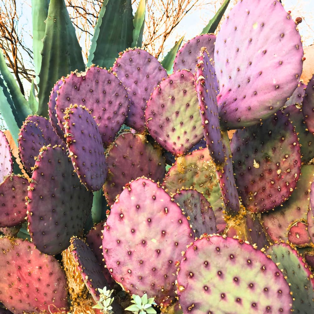 Prickly Pear Cactus, Purple Prickly Pear Cactus Plant Live in 3 Inches Pot