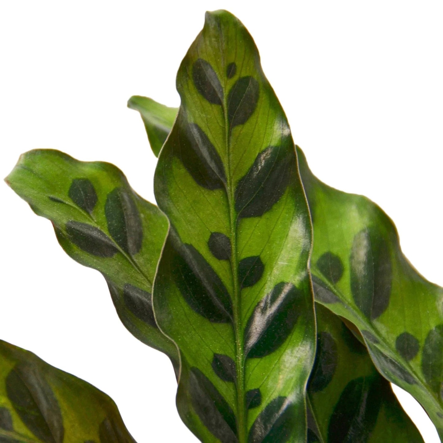 Calathea Lancifolia 'Rattlesnake' | Live Plant for Indoor & Outdoor | for Living Room, Office, Bathroom | (6" Pot)
