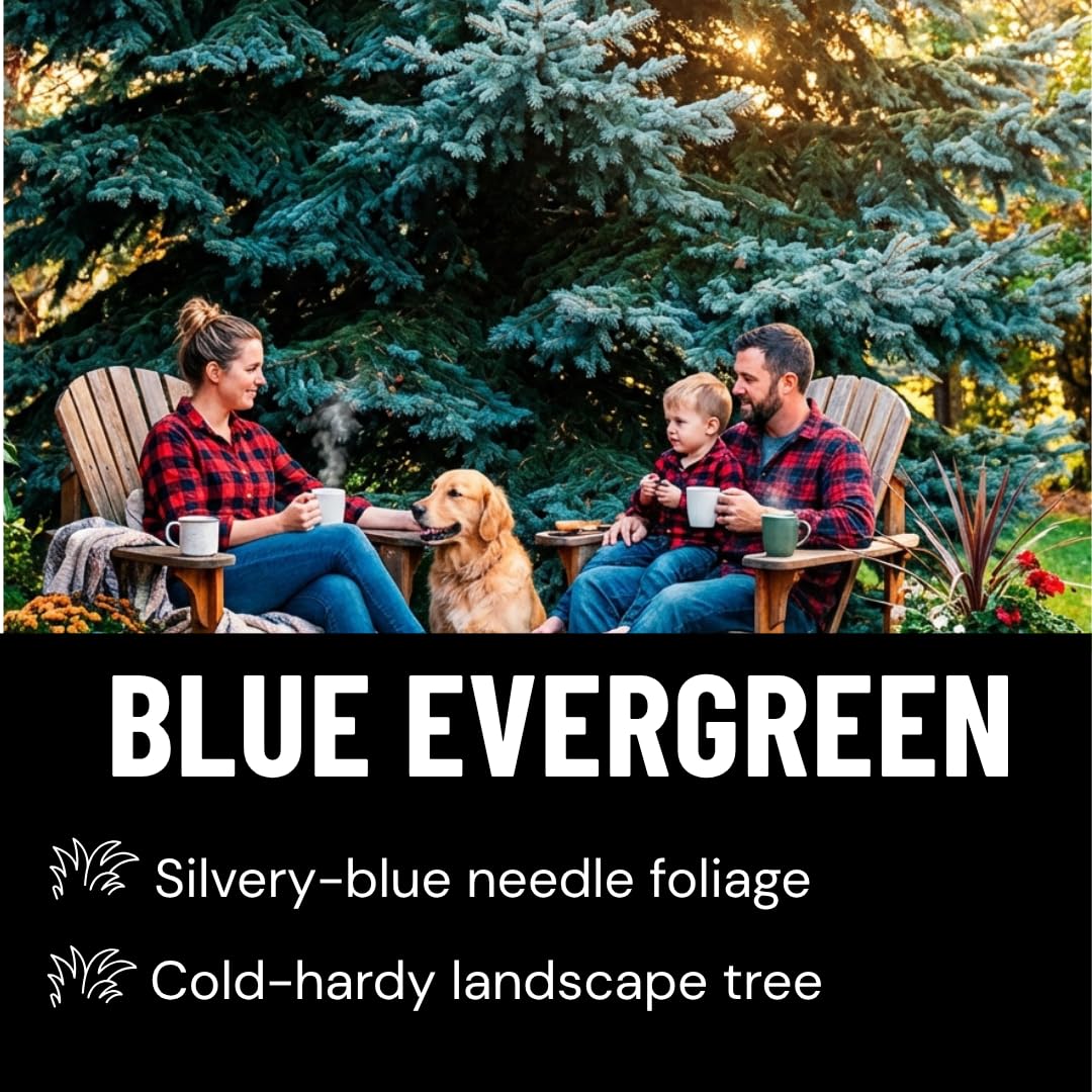 Blue Spruce Seeds for Planting | 50 Seeds | Colorado Blue Spruce, Picea pungens glauca | Attractive Trees for Privacy or Landscaping | Distinctive Leaves