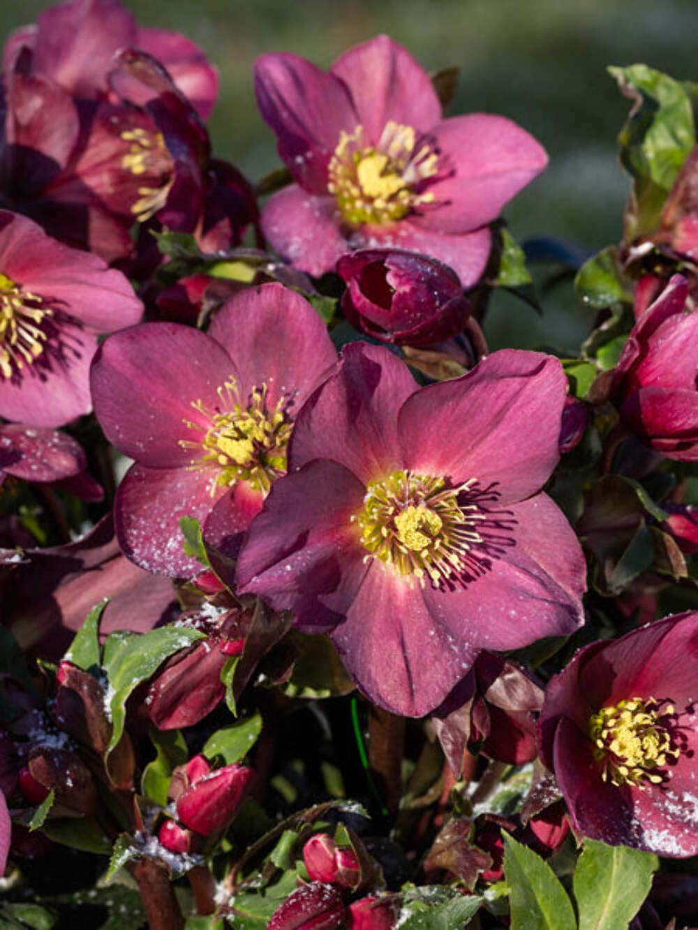 Perennial Farm Marketplace Helleborus HGC® Ice N' Roses® Red (Lenten Rose) Live Perennial, Size-#1 Container, Rose-Red Winter Flowers with Dark Green Evergreen Foliage