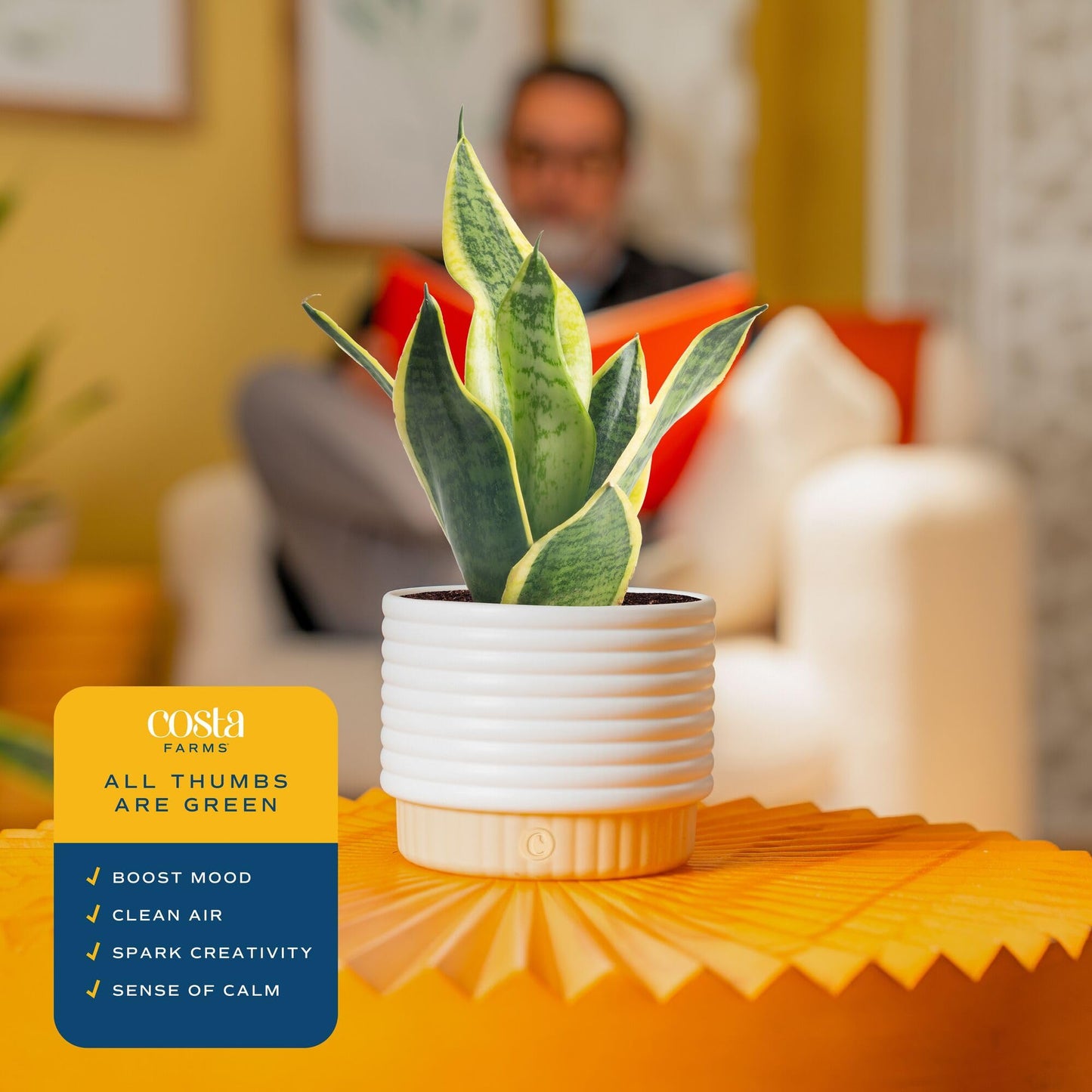 Costa Farms Snake Plant, Live Sansevieria Indoor Houseplant in 4-Inch Decorative Pot, 8-12 Inches Tall, Low Light Air Purifying Succulent, Easy Care Room Decor Gift