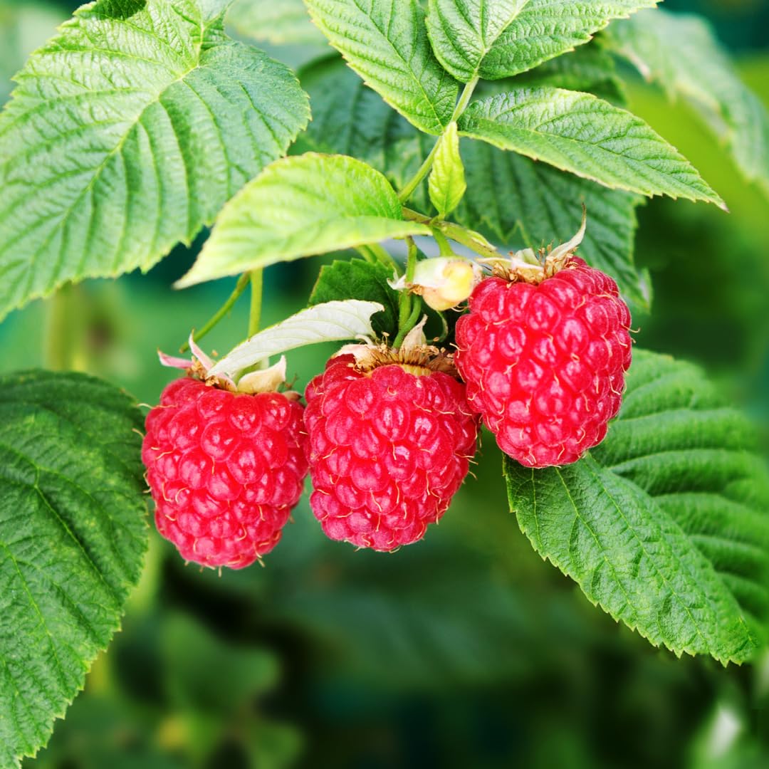 Set of 2 Live Red Raspberry Plants, Sweet Berry Shrubs, 3 Inch Pot for Growing