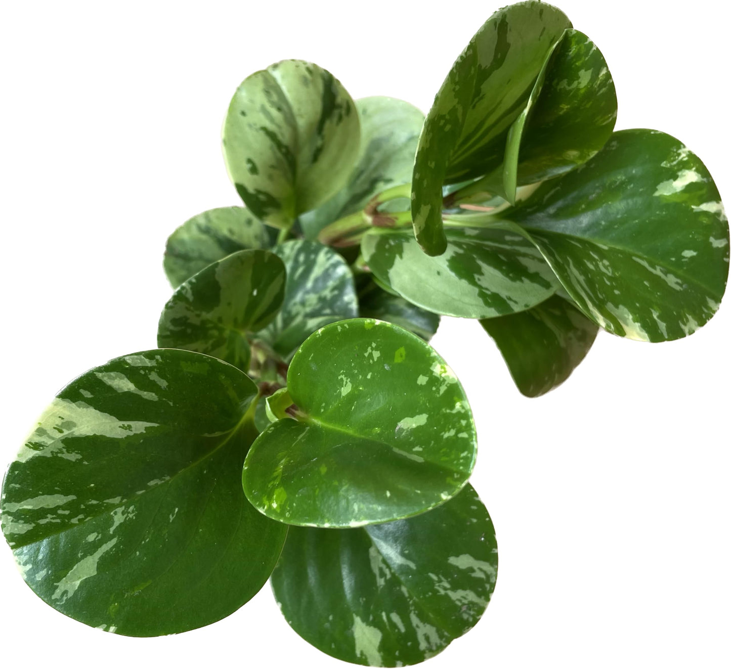 Live Rubber Plant - Peperomia Marble - Peperomia Obtusifolia Marble Variegated - Available in 3", 4", and 6" Pots - CA Seller - Ideal Gift for Home, Office - Peperomia Live Plant (4" Pot)