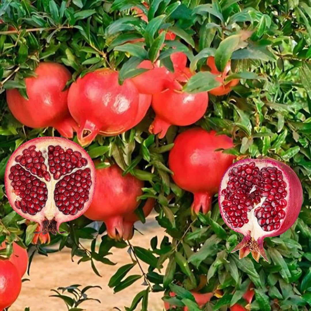 Live Pomegranate Tree, Sweet Fruit Tree, Cold Hardy, 2–3 Feet Tall in 3 Gallon Pot, Ready for Outdoor Growing, No Ship to CA