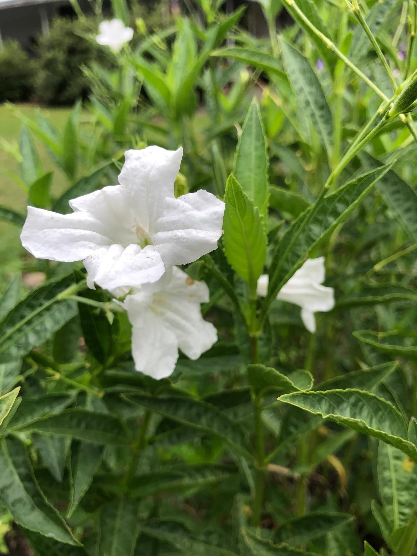 White Wild Petunia Ruellia Live Plants | Pack of 2 (Two) | 5-9" Tall | Mexican Petunia | Heat Tolerant Moon Garden Perennial | Adaptable to Wet or Dry Soil (Zone 8-11)