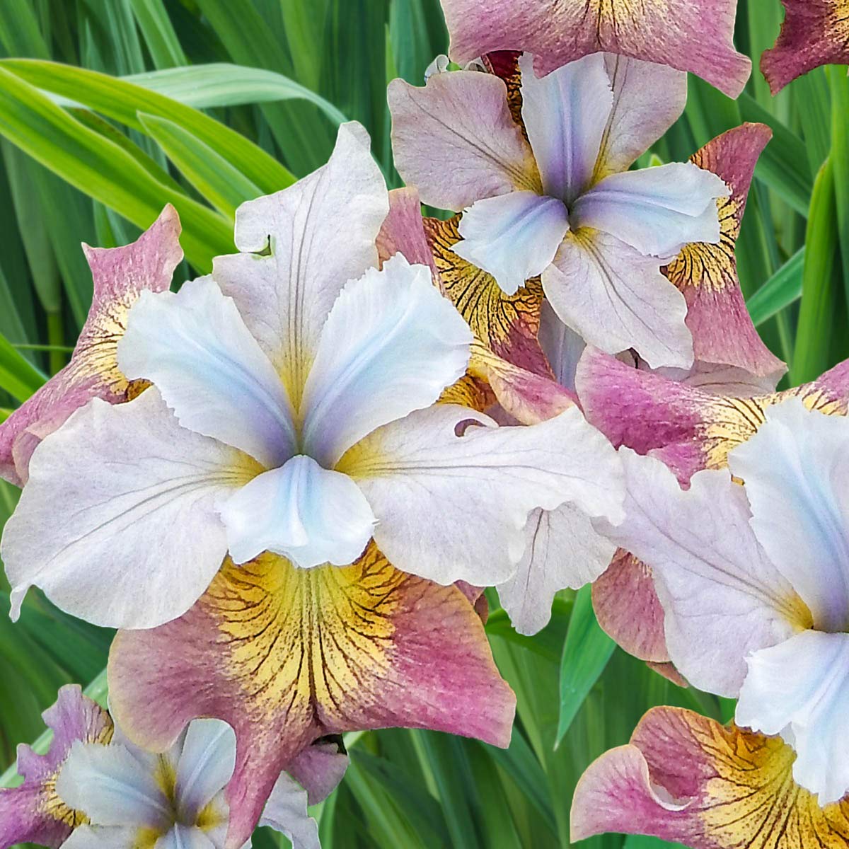 Sugar Rush Siberian Iris Dormant Bare Root Perennial Roots (3-Pack)