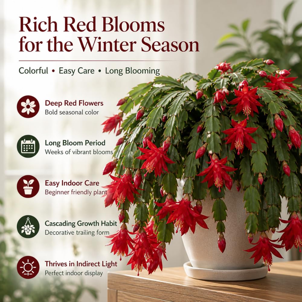 2 Red Christmas Cactus Live Plant, 5-6 Inch Tall, Easy to Care Indoor Winter Houseplant for Office Desk and Patio Decor, Vigorous Live Holiday Plant