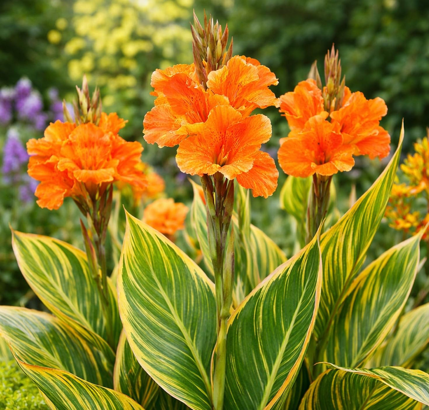 Pretorian Canna Lily Premium Bulbs – Variegated Yellow & Green Foliage with Bright Orange Blooms – Tall Tropical Summer Flowering Bulbs (1 Bulb)