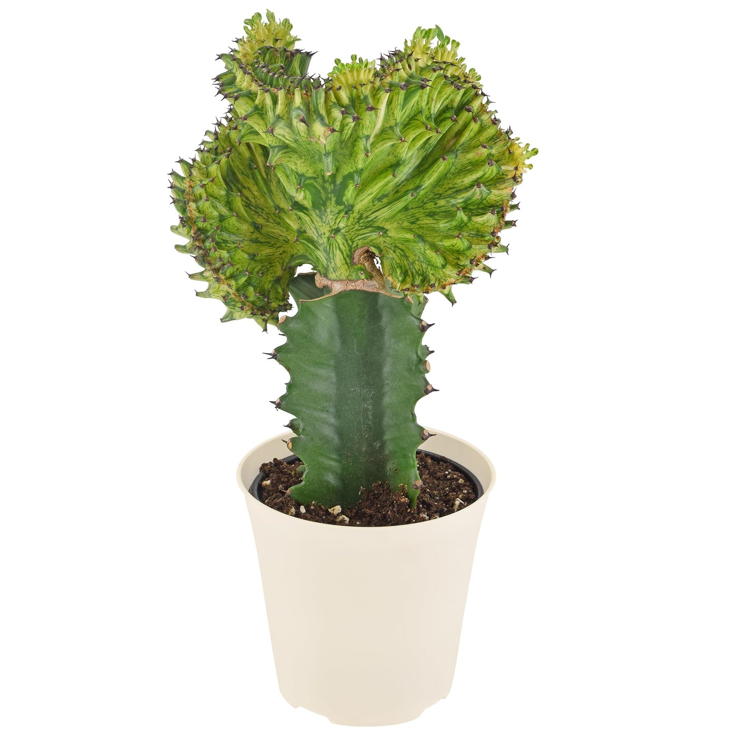 Arcadia Garden Products Live Mermaid Tail Cactus Indoor Houseplant in Plastic Pot, Euphorbia lactea Cristata Crested Coral Succulent Plant Gift for Home and Garden Decor, 4-inch, Green