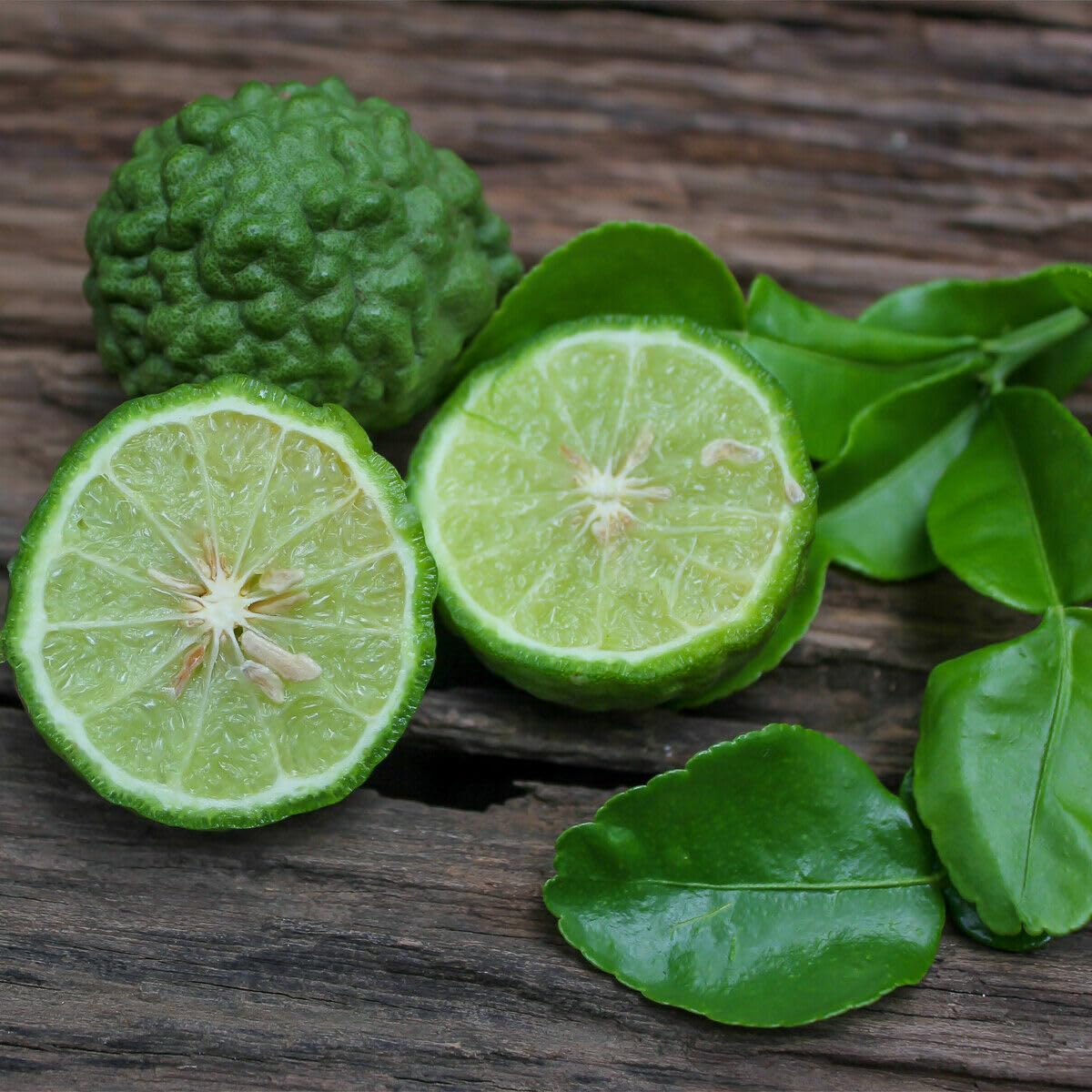 Live Plant - Kaffir Lime Tree - 24-36" Tall - Live Plant - Ships Potted - Citrus Hystrix