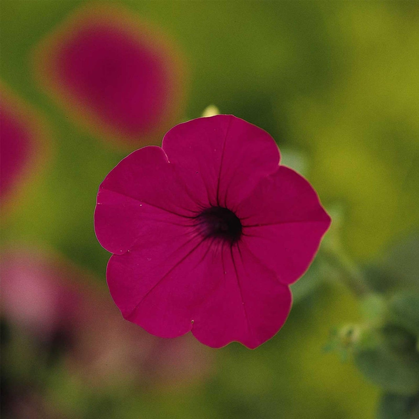 Tidal Wave Series Petunia Purple ~50 Seeds – AAS Winner – Climbing or Mounding Flower – Pelleted Seeds – Annual – Non-GMO – 98–105 Days – Full Sun