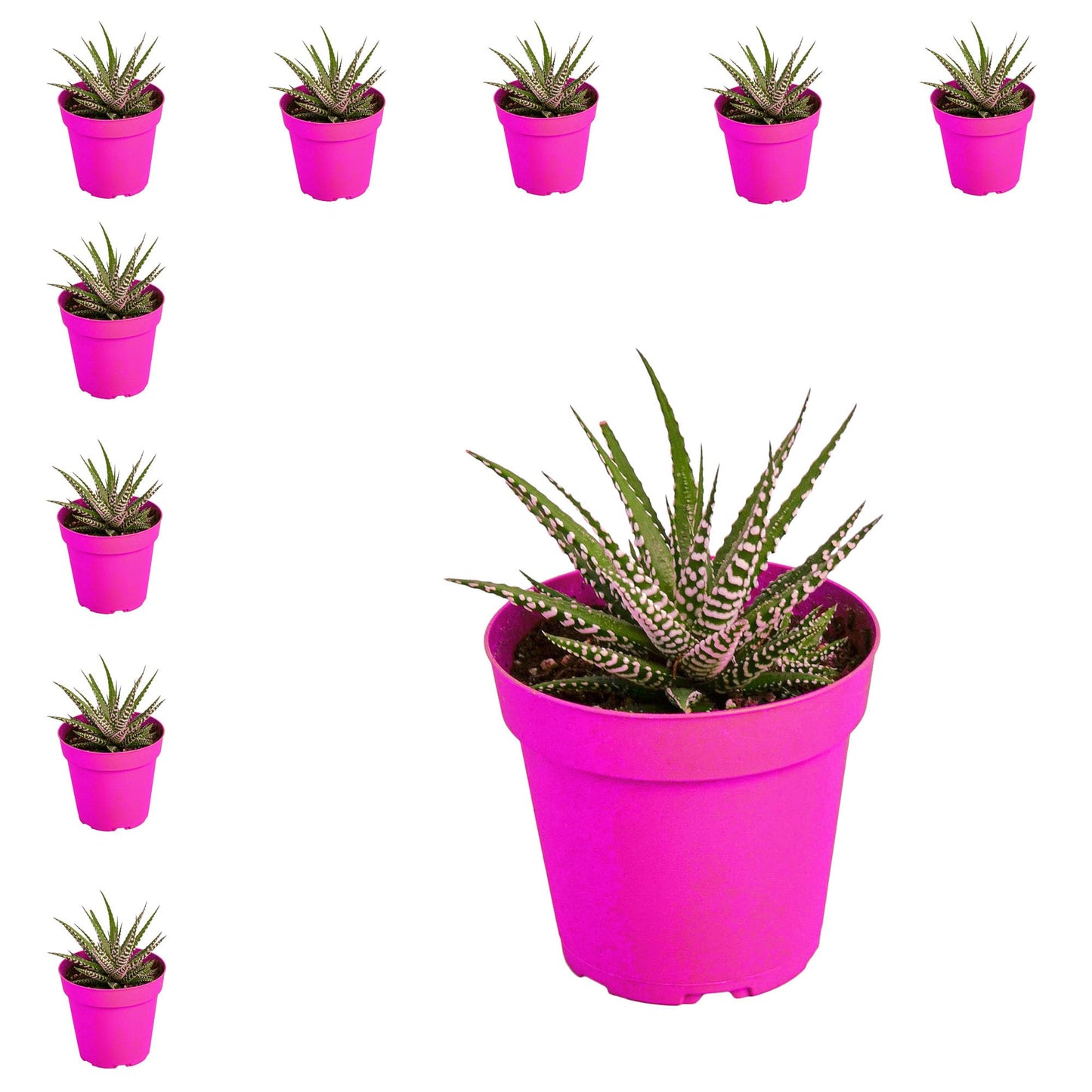 10 Pack Zebra Succulent in 4in Pot - Live Plants Tropical Houseplants | Variegated | USA Growers | The Snobby Leaf