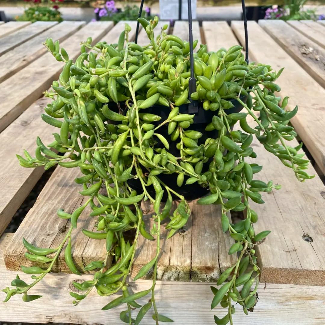 String of Banana Live Plants, Easy Indoor Trailing Succulent in 2.5" Pot, Hanging Succulent Houseplant Indoor Outdoor Planting