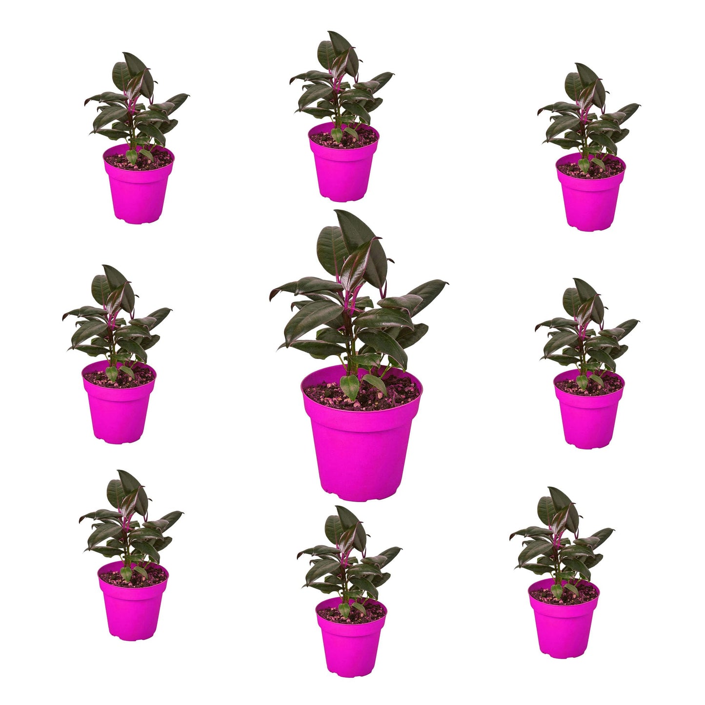 9 Pack Ficus Elastica 'Burgundy' in 4in Pot - Live Plants Tropical Houseplants | Variegated | USA Growers | The Snobby Leaf