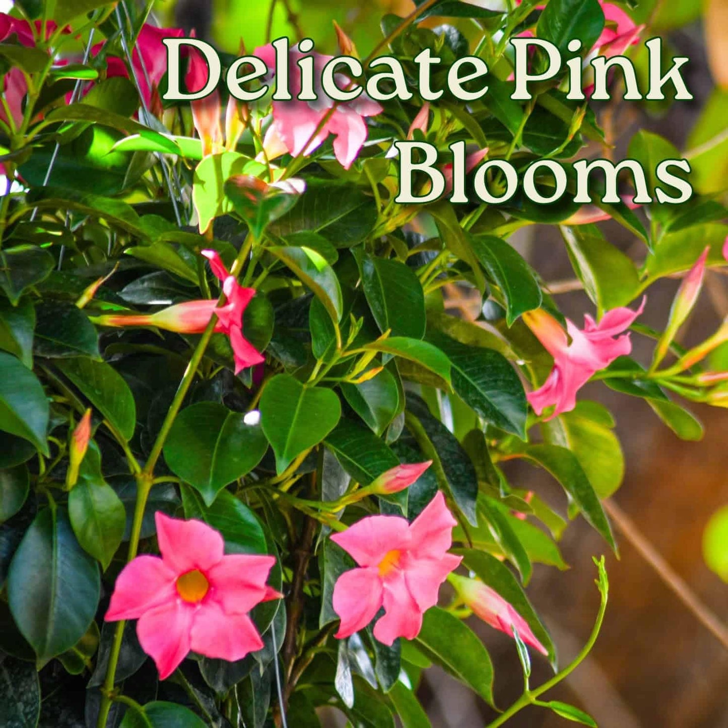Tropical Plants of Florida Pink Dipladenia Hanging Basket 12 Inch Live Flowering Plant, 14 Inch Wide by 18 Inch Tall, Vibrant Pink Patio Porch Balcony Blooms