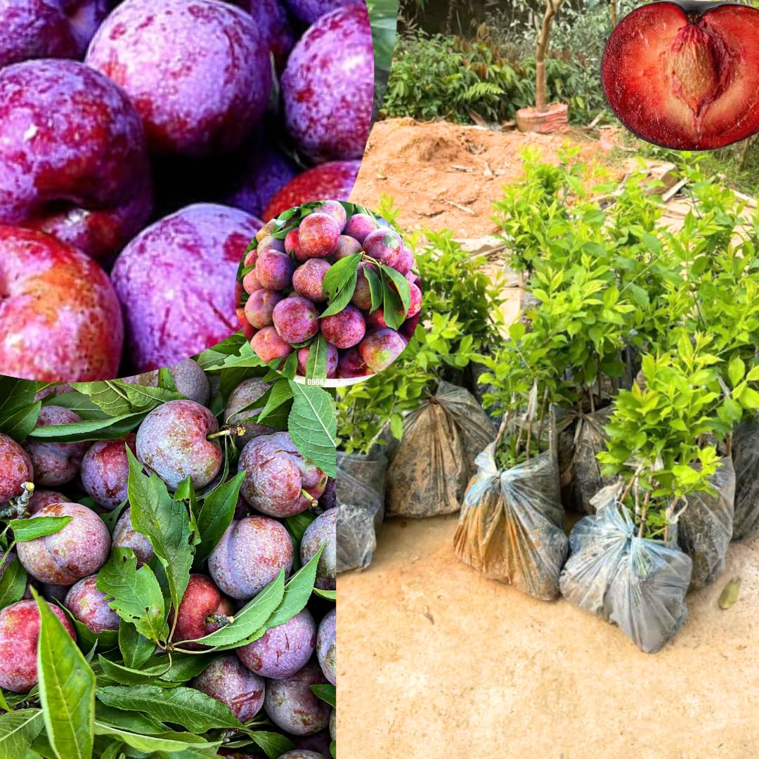 Plum Tree Live Plant, 1 Year Old Plum Trees Sweet Fruits Bare Roots, 6-12" Tall, Cold Hardy, Dormant in Winter