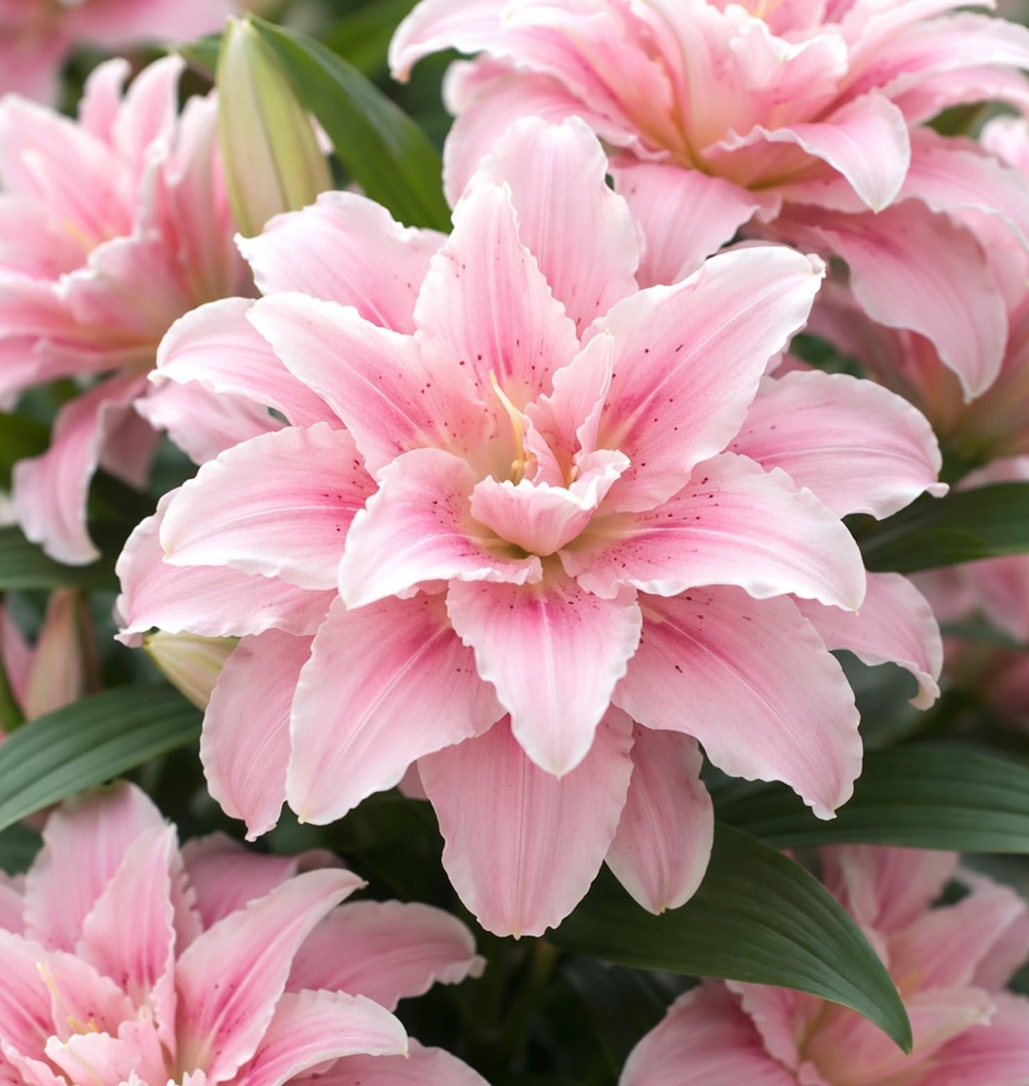 Pink Roselily Double Oriental Lily Bulbs – Fragrant, Pollen-Free, Fully Double Blooms – Premium Perennial Flower for Garden Beds & Cut Arrangements (3 Bulbs)