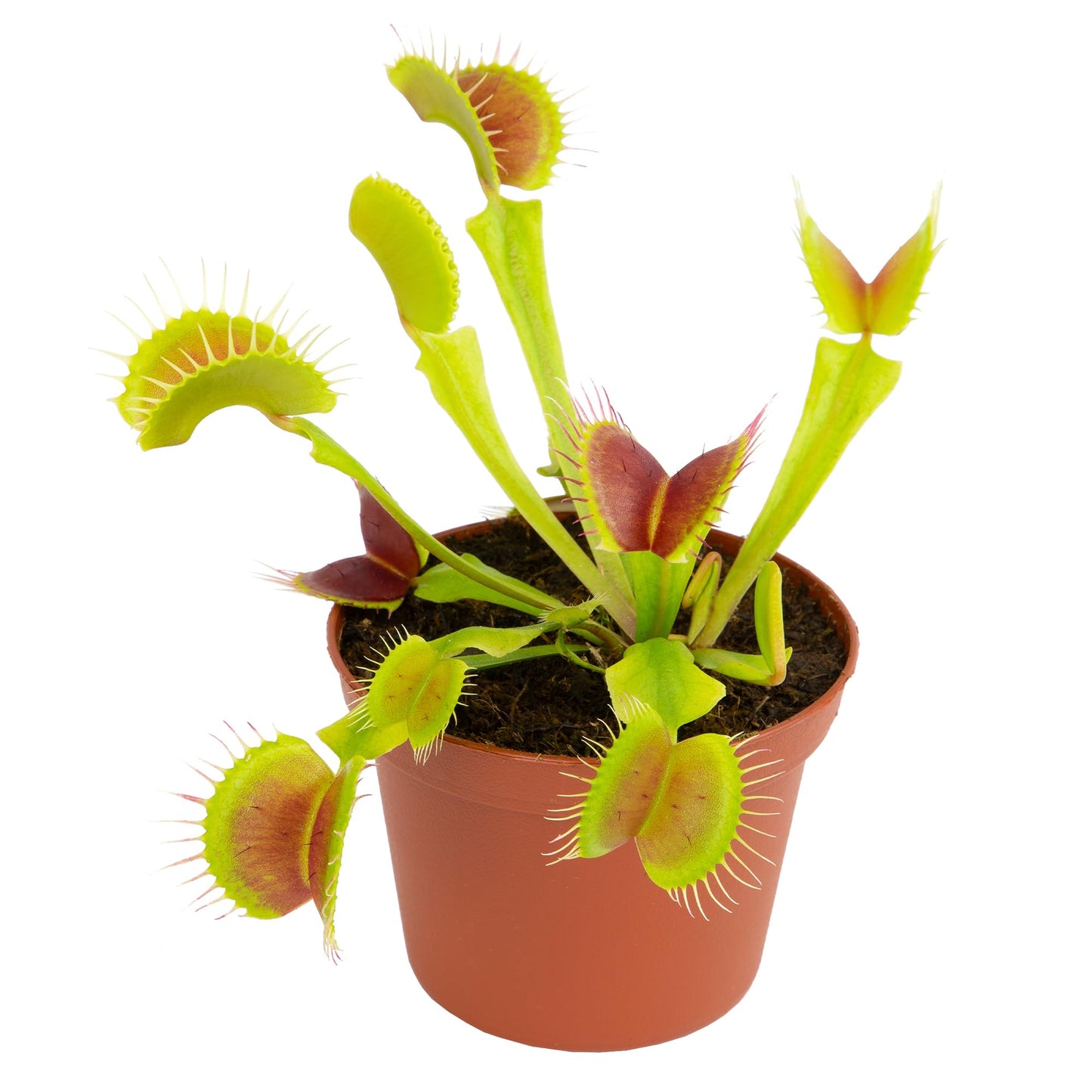 Altman Plants Non-Toxic Live Venus Flytrap Plant, Carnivorous Plants, Pet Safe Houseplant, Educational Crafts & DIY for Kids, 3 in. Grower Pot, Real Houseplants for Bog Gardens