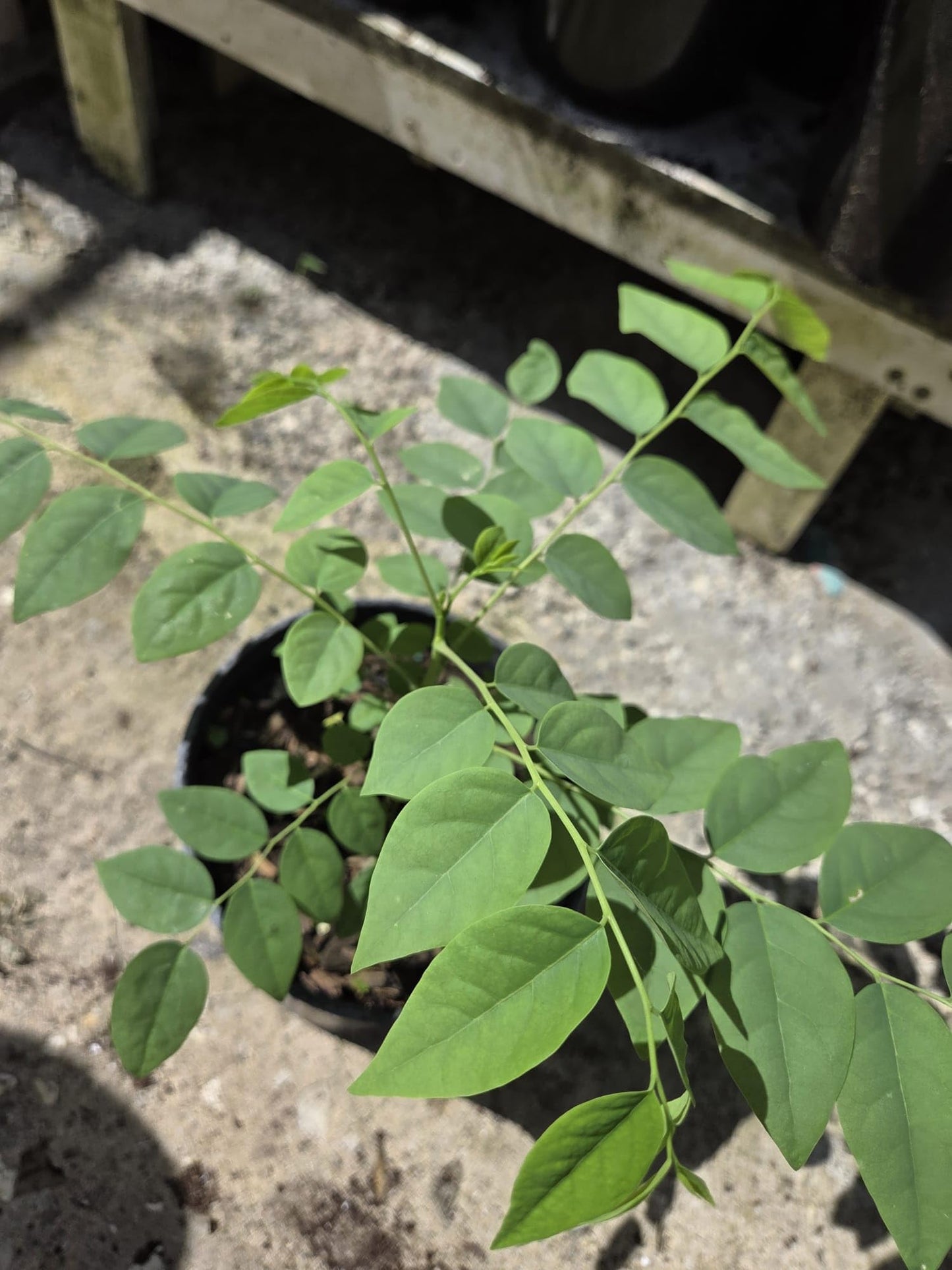 Tropical Grosella Tree Live Plant, Phyllanthus Acidus, Otaheite Gooseberry Fruit Tree, Seed Grown 8-12 Inch, USDA Zones 10-11, Outdoor Growing
