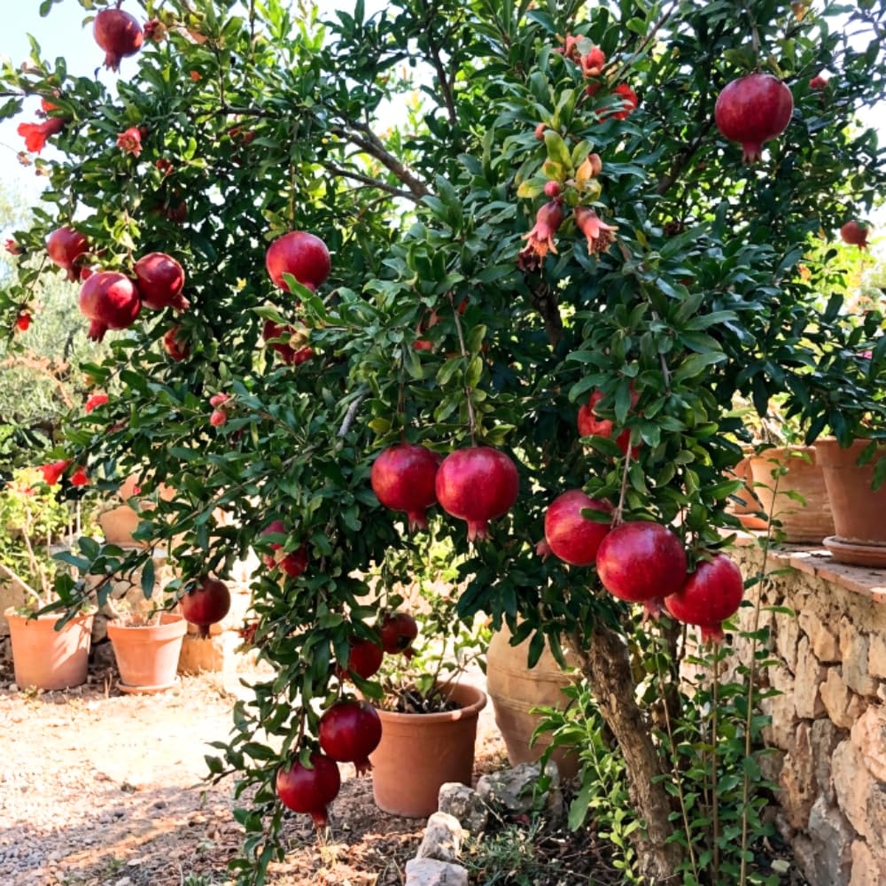 Red Pomegranate Plant Live, Cold Hardy Pomegranate Tree Live Plants for Home Garden, Edible Fruit Trees from 4 to 6 Inches Tall