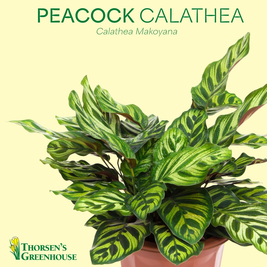 Thorsen's Greenhouse Peacock Calathea, Live Indoor Plant, Safe for Pets, Colorful Foliage, Rare Variety, Peacock Plant, 4" Diameter (Natural)