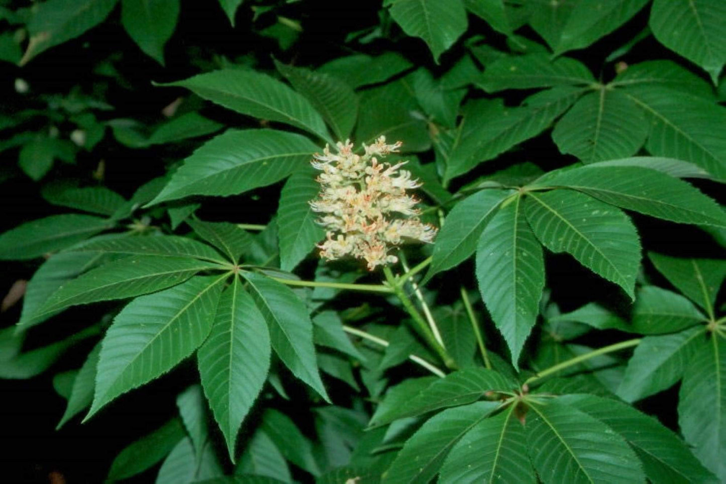 12-14" Tall Ohio Buckeye (Aesculus glabra), Bare Root 2 Year Old Plant