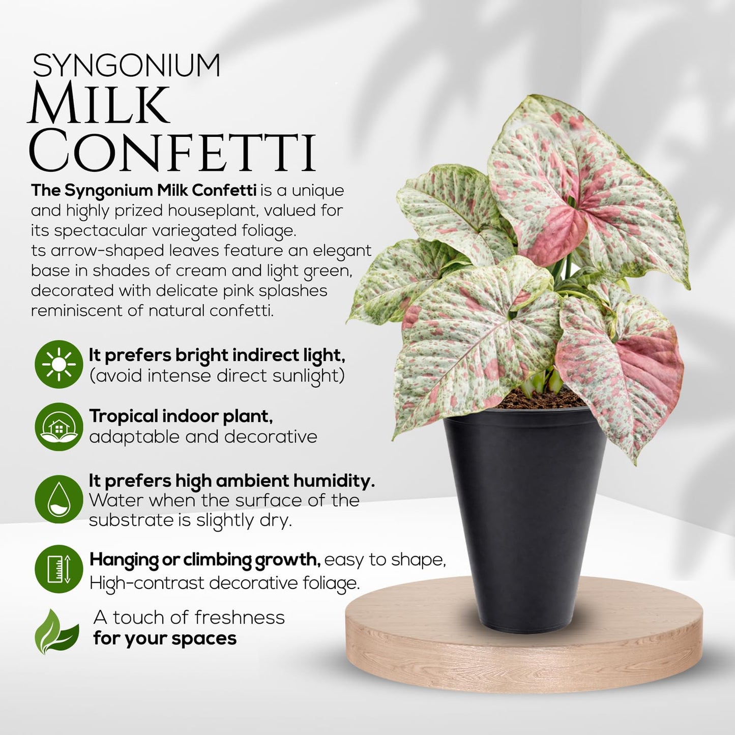 Syngonium Confetti Plant (4 Pack) Rare Live Starter Plants, Variegated Arrowhead Vine Houseplants, Easy Care Indoor Tropical Plants Live, Pink Foliage Houseplants