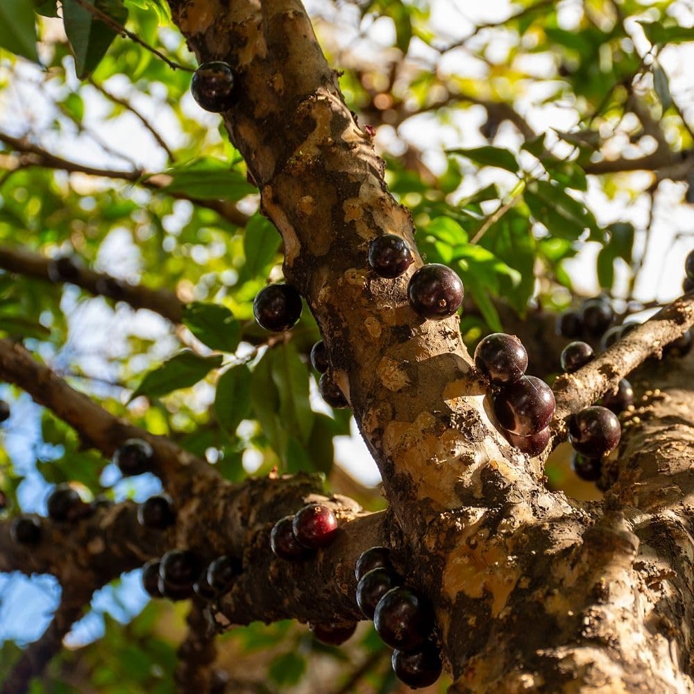 Sweet Black Jaboticaba Tree Live Plant, 2-3 Feet Tall, Jaboticaba Fruit Plants Live in 3 Gallon Pot, Jabuticaba Grapetree for Planting Outdoor Indoor, No Ship to CA