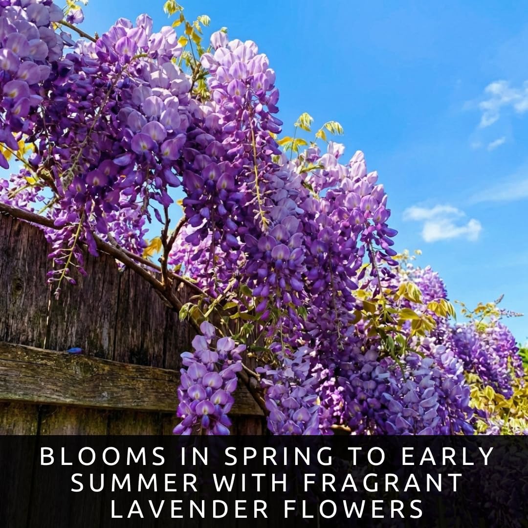 Wisteria Live Plants 1–2 Ft Tall – Flowering Wisteria Vine (Wisteria Floribunda) – Fast Growing Climbing Plant for Garden, Trellis, Pergola & Bonsai Training (2 Plants)
