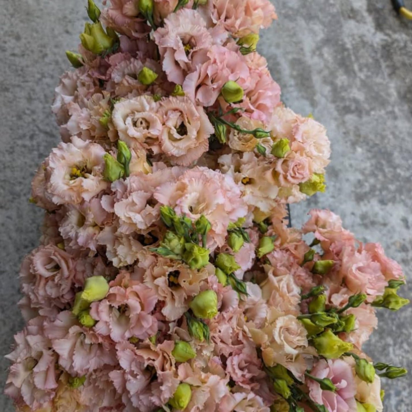 Apricot Lisianthus Eustoma Lisianthus Live Plant, Flowers Well Rooted Plug, 3-5'' Tall, Rose Plant for Landscape