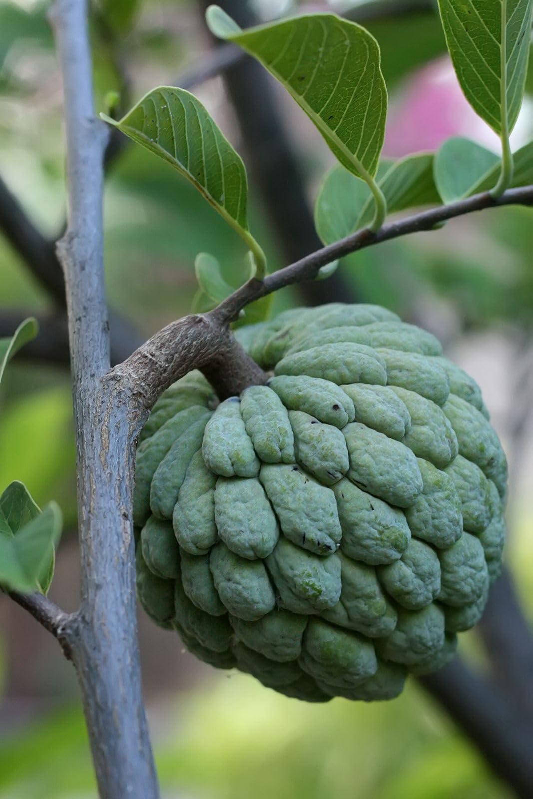 Sugar Apple Tree – 8–12 in Live Tropical Fruit Tree Seedling (Annona squamosa) | Naturally Grown from Seed | Sweet, Custard-Like Fruit | Rare Fast-Growing Live Plant for Home Garden or Patio