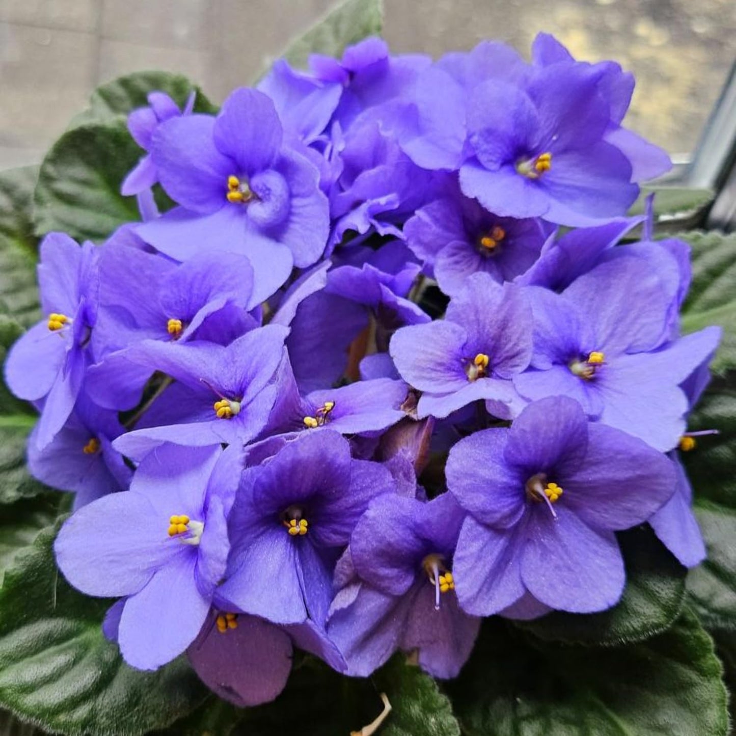 Light Blue African Violet Plant, Perennial African Violet Live Plants in 4 Inch Pot, Violets Live Plants Houseplant for Indoor Garden
