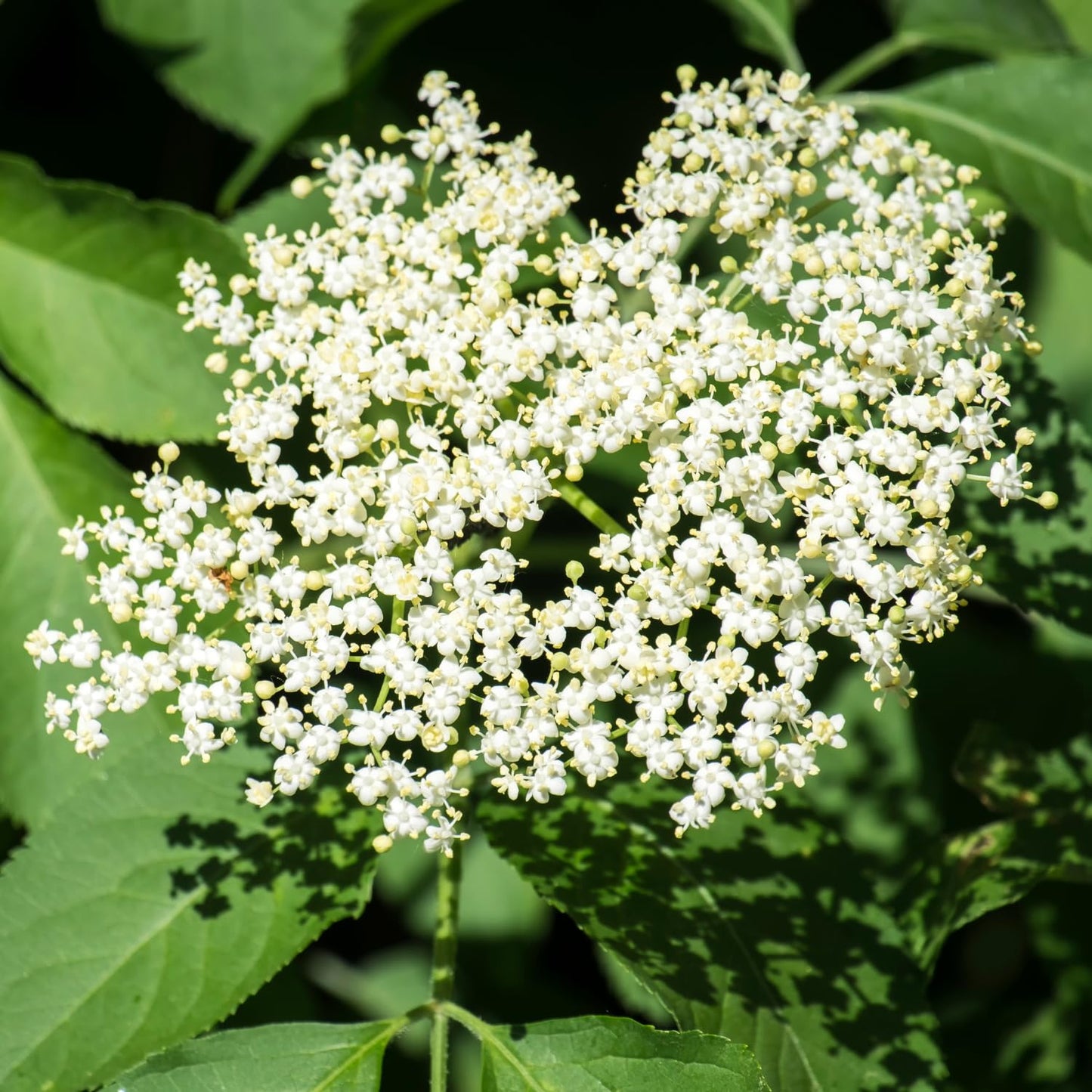 Elderberry Plant Live, 6-12" Height, Hardy Perennial Black Elderberry Bush for Outdoor Planting, in Pot