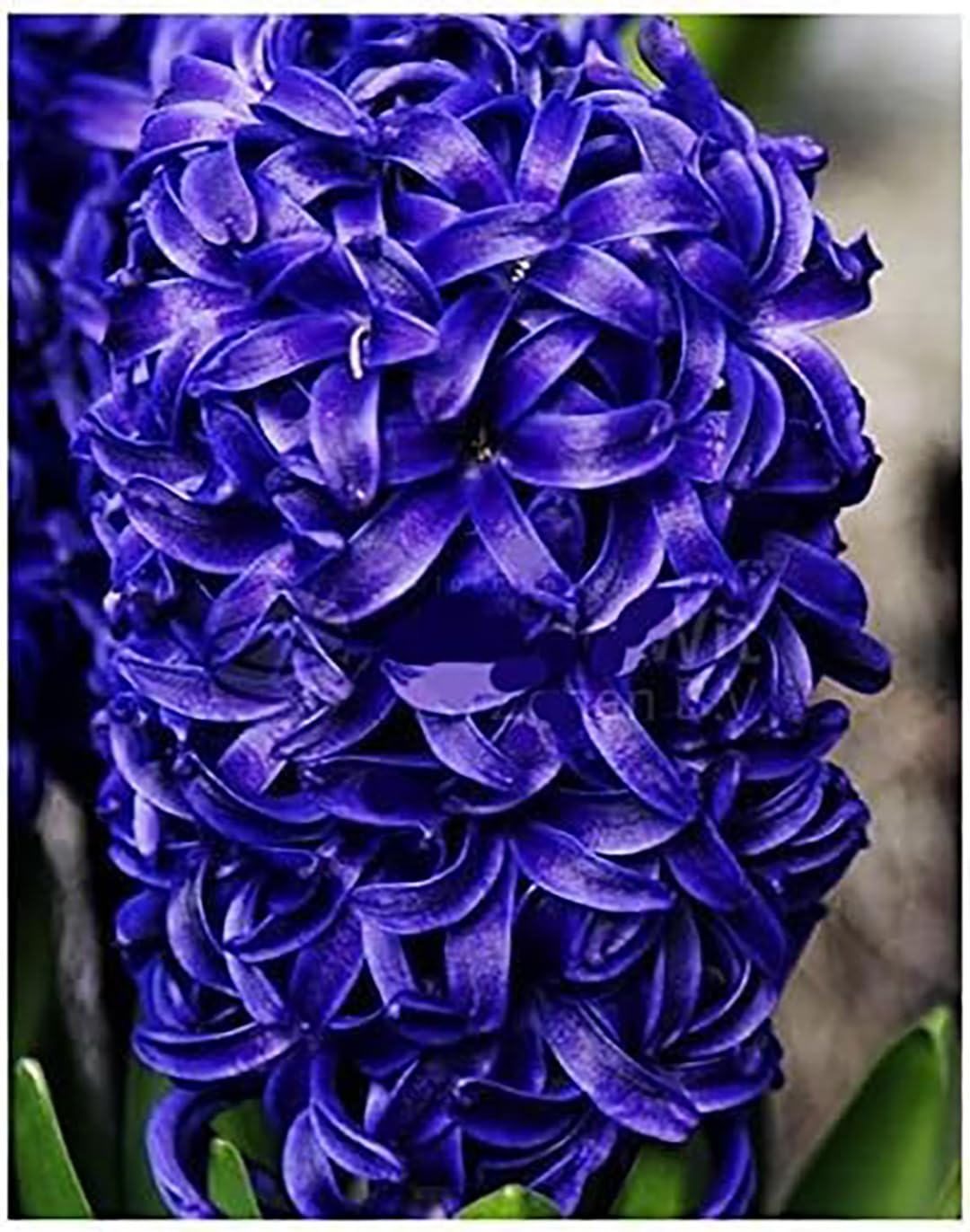 10 Aida Hyacinth Bulbs – Large 16-17cm Bulbs for Stunning Violet-Blue Blooms – Fragrant Spring Flowers Ideal for Gardens, Borders, and Containers