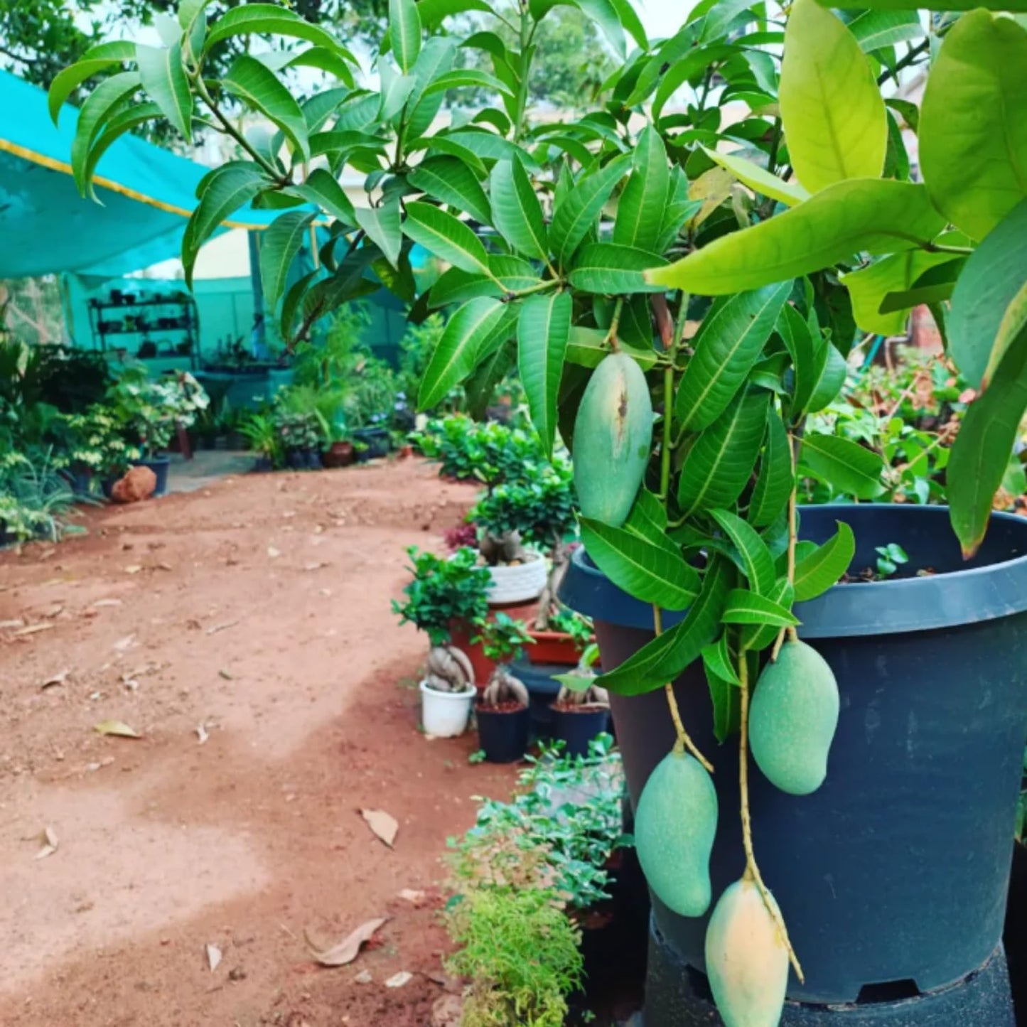 Thai Mango Plant Live, Sweet Tropical Mango Live in 3 Gallon Pot, Mango Fruit Tree for Outdoor Planting, 3-4 Feet Tall, No Ship to CA