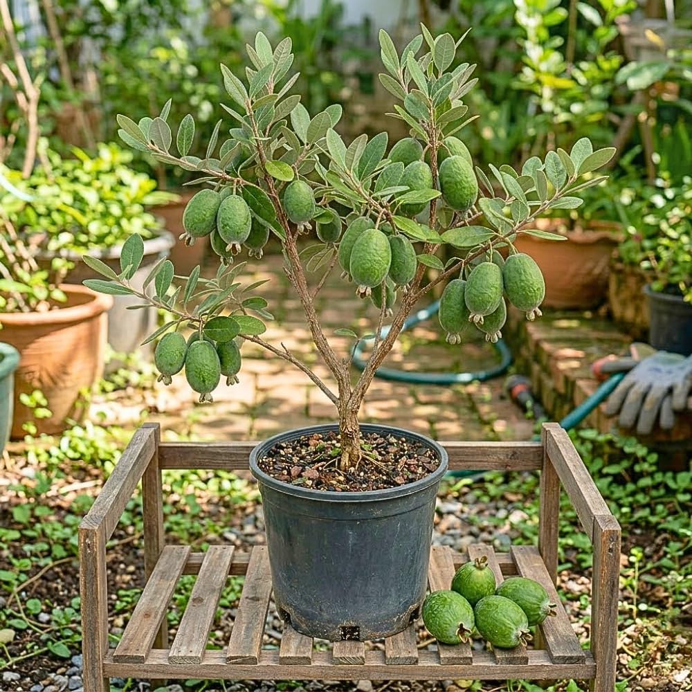 Set of 2 Guava Tree Live Plant, Guava Plant Live from 4 to 6 Inches in Height, Sweet Fruit for Outdoor Planting (Pineapple)