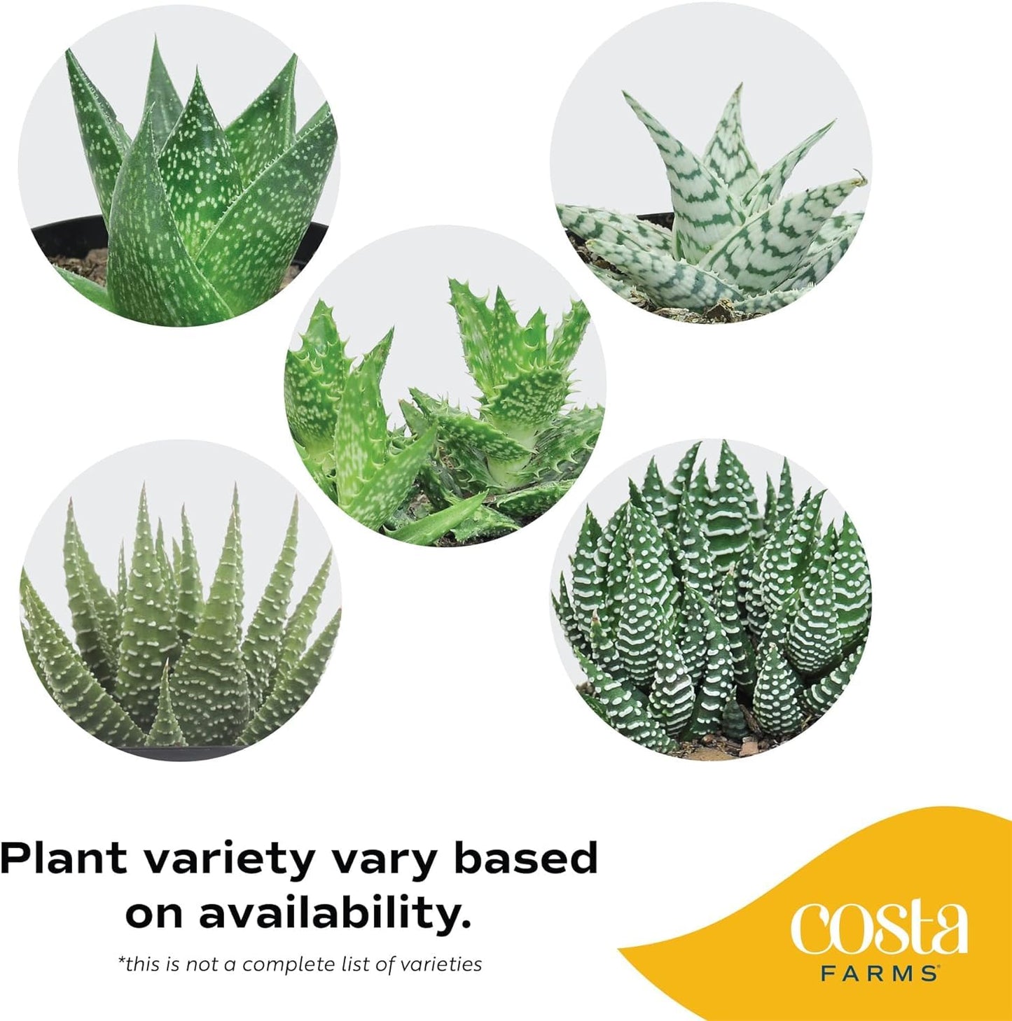 Costa Farms Live Succulent, Easy to Grow Haworthia Plant in Planter Pot, Succulent Houseplant in Potting Soil, Indoors Garden Gift, Cacti Room Décor and Home Décor, 4-Inches Tall