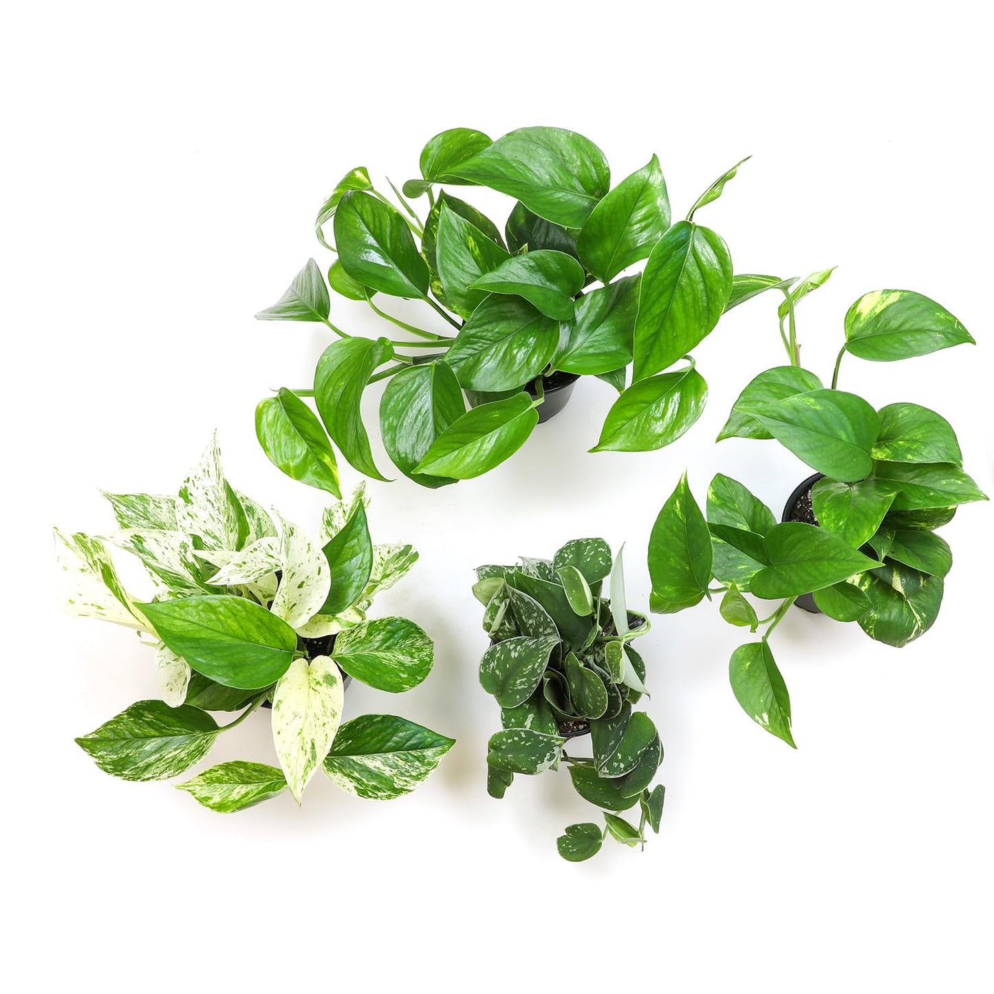 Live Pothos Plants (4PK) Indoor Plants Live Houseplants Mix Pack, Pothos Live Plant Box, Epipremnum Aureum, House Plants Indoors Live Plants, Real Plant Decor, Devils Ivy Vine by Plants for Pets