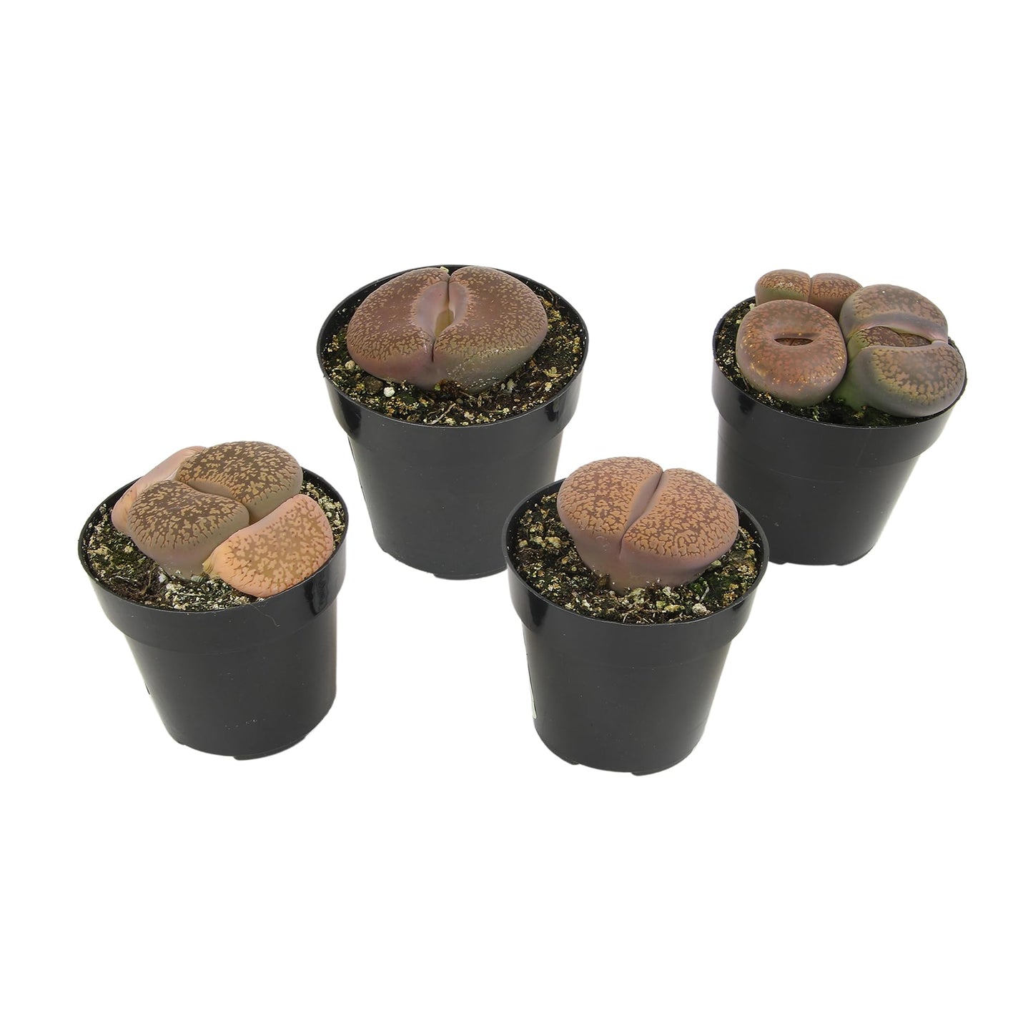 Altman Plants Giant Living Stones Succulents (4PK) XL Lithops Live Plants & Real Succulents, Pet Safe Plants & Live Succulent Plants, 2.5" Pots, Pet Friendly Plants, Live Plants in Succulent Soil Mix
