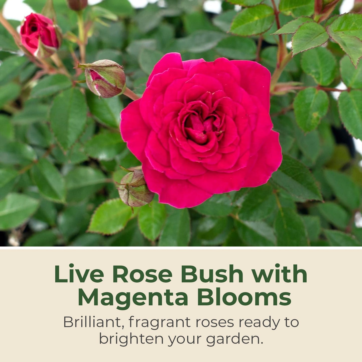 Sunblaze Dragon Fruit Mini Rose Bush - Summer & Spring Blooming Deep Pink Flowers for Gardens and Floral Arrangements - Grows Upto 1.5' x 1.5' in 2 Gal Pot - Garden Roses w/Mild Fragrance (1 Count)
