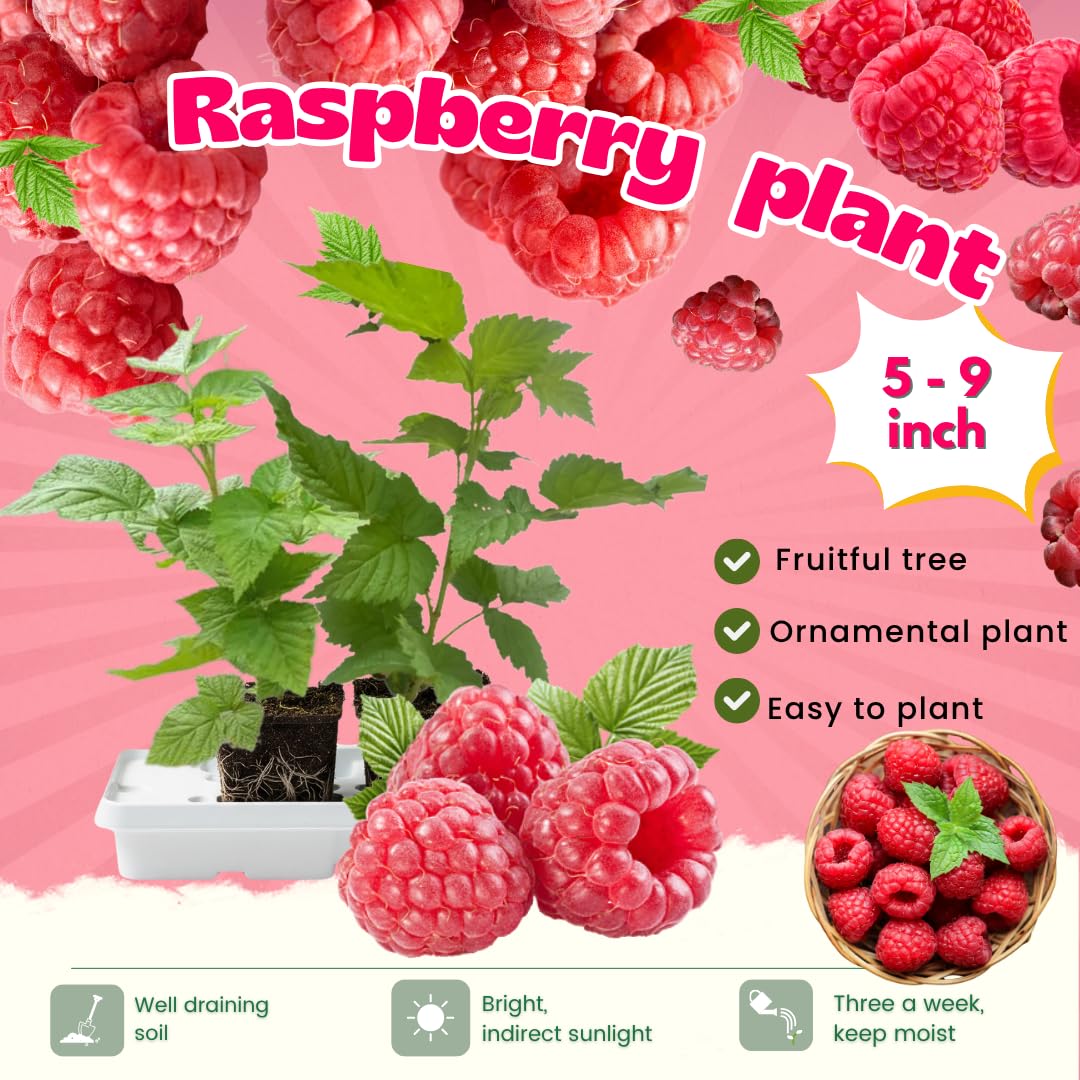2-Pack Raspberry Plants Live, Raspberry Bushes Live Plants Well-Rooted, 5-9 Inch Tall, Raspberry Fruits (Caroline Red Raspberry)